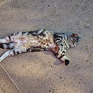 Middy a rejoint le concours — aidez-le/la à gagner de superbes lots ! cat, tabby, animal, pet, outdoor, concrete, sunlight, relaxed, sleeping, fur, striped, mammal, resting, nature, quiet, daylight, pavement, cute, peaceful, leisure