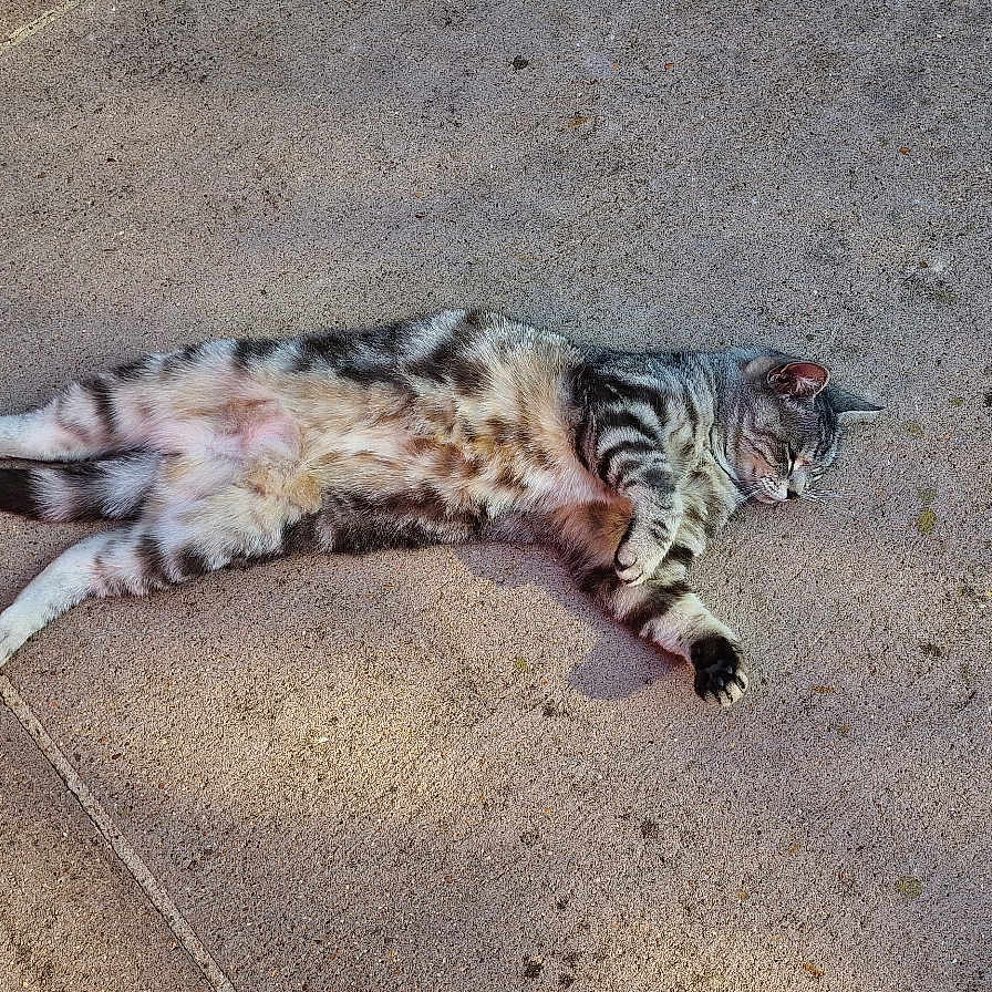Middy a rejoint le concours — aidez-le/la à gagner de superbes lots ! animal, cat, concrete, cute, daylight, fur, leisure, mammal, nature, outdoor, pavement, peaceful, pet, quiet, relaxed, resting, sleeping, striped, sunlight, tabby
