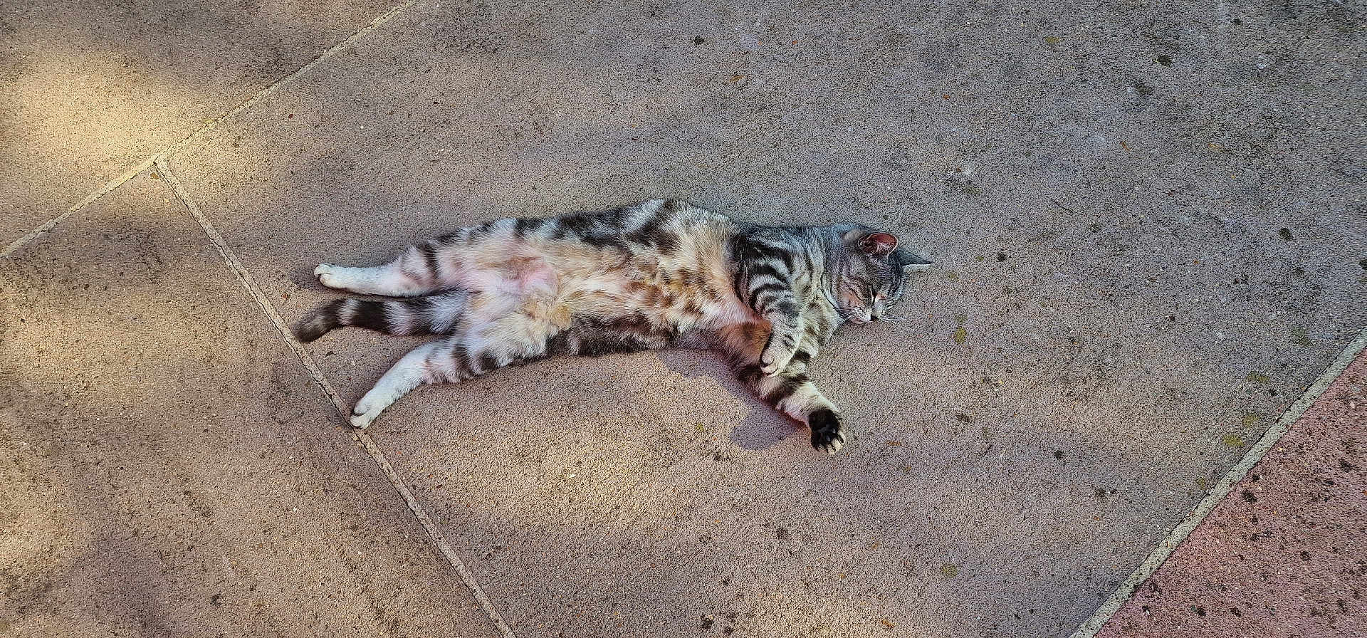 Middy a rejoint le concours — aidez-le/la à gagner de superbes lots ! cat, tabby, animal, pet, outdoor, concrete, sunlight, relaxed, sleeping, fur, striped, mammal, resting, nature, quiet, daylight, pavement, cute, peaceful, leisure