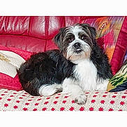 Uschka a rejoint le concours — aidez-le/la à gagner de superbes lots ! dog, pet, black_and_white, fluffy, sofa, red_leather, blanket, patterned, cushion, indoor, cozy, relaxed, animal, cute, fur, looking_at_camera, home, comfort, resting, portrait