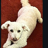 Lucky is registered to the contest to win money with this photo: animal, carpet, companion, curious, curly_fur, cute, dog, domestic_animal, floppy_ears, friendly, fur, house_pet, indoor, looking_up, lying_down, mammal, pet, relaxed, small_dog, white_dog