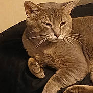 Roscoe is registered to the contest to win money with this photo: animal, cat, closeup, cute, domestic_animal, ears, feline, fur, indoor, mammal, paw, pet, portrait, quiet, relaxed, resting, sleepy, soft_surface, tabby, whiskers