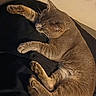 Roscoe joined the competition — help win amazing prizes! animal, cat, claws, closeup, cozy, cute, domestic, feline, fur, indoor, mammal, paw, pet, quiet, relaxed, resting, sleeping, soft, tabby, whiskers