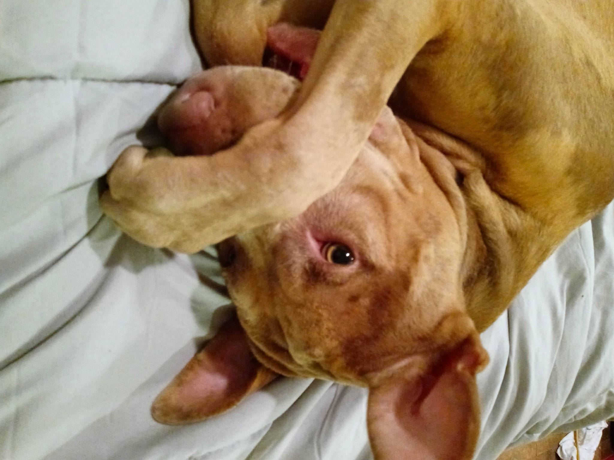 Annabelle is registered to the contest to win money with this photo: canidae, carnivore, comfort, companion_dog, dog, dog_breed, ear, fawn, guard_dog, hunting_dog, liver, non_sporting_group, snout, sporting_group, terrestrial_animal, whiskers, working_animal, wrinkle