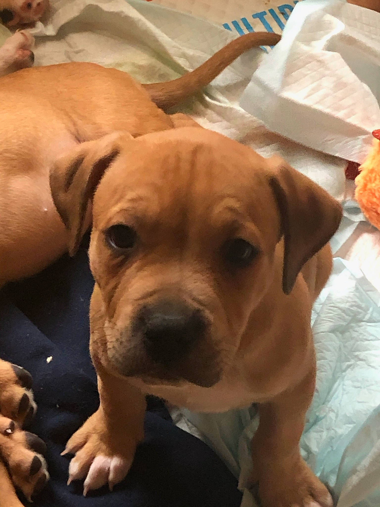 Diesel is registered to the contest to win money with this photo: canidae, carnivore, companion_dog, dog, dog_breed, fawn, jaw, non_sporting_group, paper_towel, pet_supply, plate, skin, snack, snout, sporting_group, tissue_paper, vertebrate, whiskers, working_animal, working_dog