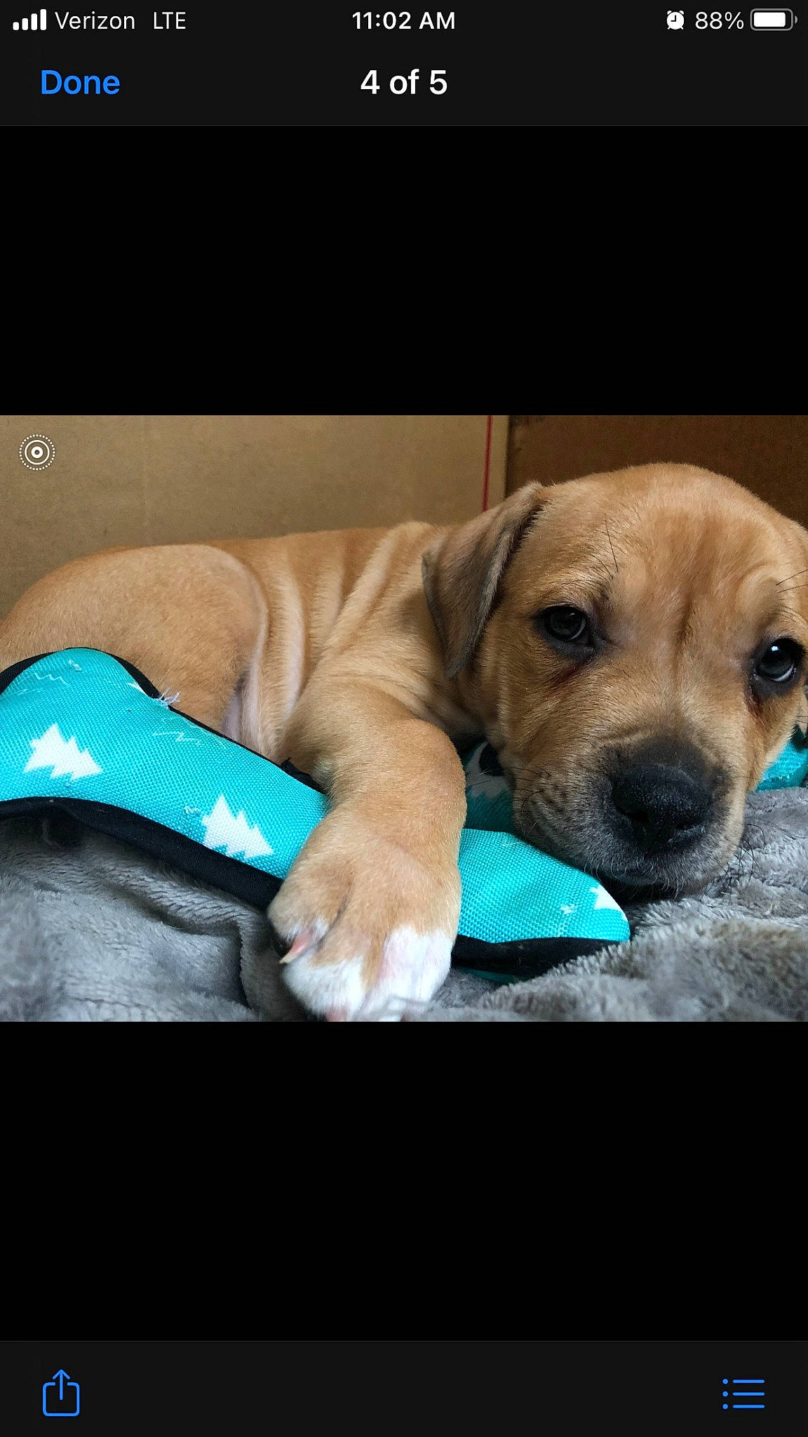 Diesel is registered to the contest to win money with this photo: canidae, carnivore, comfort, companion_dog, dog, dog_breed, fawn, liver, mammal, pet_supply, snout, sporting_group, strap, whiskers, working_animal, working_dog