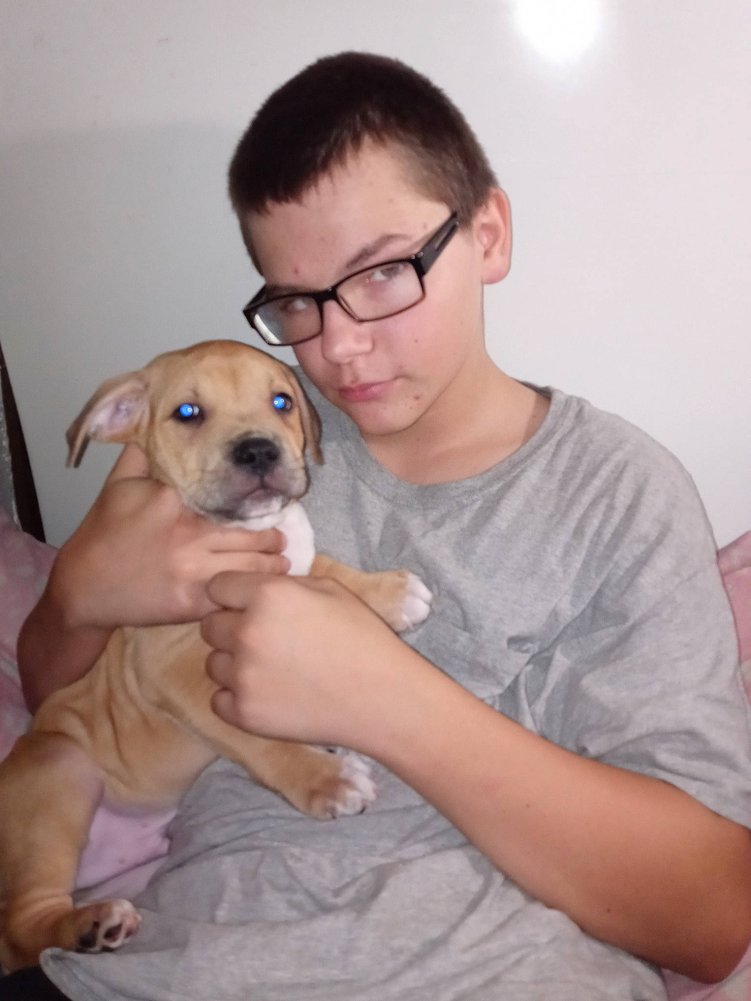 Diesel is registered to the contest to win money with this photo: canidae, carnivore, comfort, companion_dog, dog, dog_breed, elbow, eyewear, fawn, glasses, mammal, muscle, puppy, sitting, skin, snout, t_shirt, vision_care, whiskers, working_animal