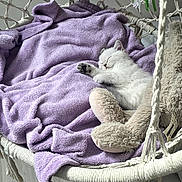 Winter a rejoint le concours — aidez-le/la à gagner de superbes lots ! cat, kitten, sleeping, white_cat, hammock, purple_blanket, plush_toy, indoor, cozy, relaxed, nap, pet, feline, animal, soft_blanket, rope_net, suspended_chair, sunlight, home, cute