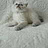 Winter participe au concours pour gagner de l'argent avec cette photo : cat, kitten, white_cat, fluffy, fur, blue_eyes, pet, animal, lying_down, blanket, quilted_blanket, indoors, portrait, close_up, cute, adorable, grumpy_expression, paws, tail, relaxed