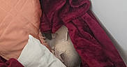 Winter participe au concours pour gagner de l'argent avec cette photo : bed, bedding, bedroom, blanket, cat, cozy, fur, gray_cat, home, indoors, nap, pet, pillow, portrait, relaxed, resting, sleeping, snuggled, soft, warm