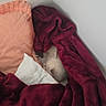 bed, bedding, bedroom, blanket, cat, cozy, fur, gray_cat, home, indoors, nap, pet, pillow, portrait, relaxed, resting, sleeping, snuggled, soft, warm