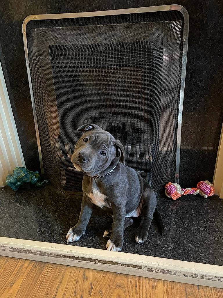 Louna joined the competition — help win amazing prizes! animal_shelter, canidae, carnivore, companion_dog, dog, dog_breed, dog_supply, fawn, felidae, flooring, grey, pet_supply, snout, sporting_group, tail, toy_dog, whiskers, window, wood, working_animal