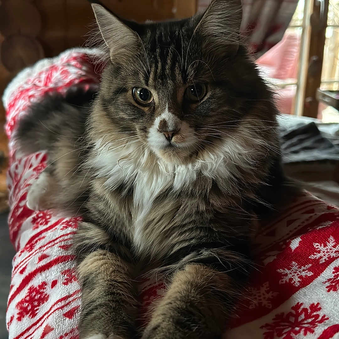 Witney a rejoint le concours — aidez-le/la à gagner de superbes lots ! abyssinian, animal, bed, blanket, cat, couch, curtain, cushion, furniture, hardwood, homedecor, indoors, kitten, linen, manx, pet, quilt, siamese, towel, wood