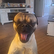 Louie is registered to the contest to win money with this photo: dog, pug, tongue_out, indoor, living_room, wooden_floor, furniture, television, cabinet, door, pet, cute, animal, canine, smiling, happy, close_up, face, expression, home