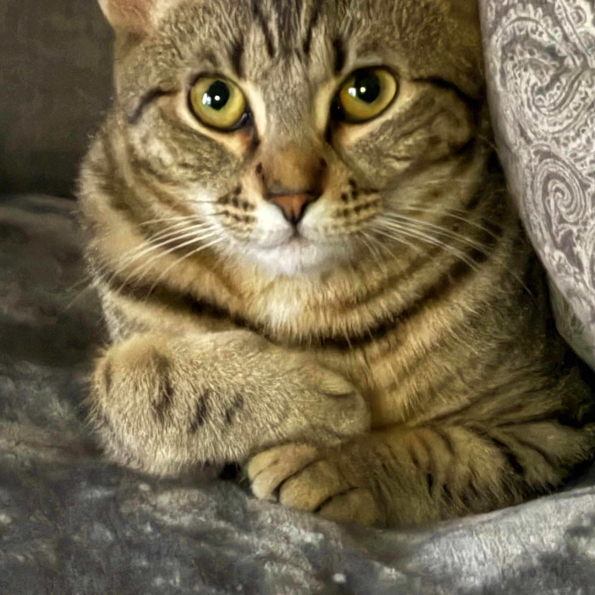 Cleopatra is registered to the contest to win money with this photo: animal, blanket, cat, close_up, cozy, cute, domestic_animal, feline, fur, indoor, mammal, paws, pet, pillow, portrait, relaxed, resting, tabby_cat, whiskers, yellow_eyes