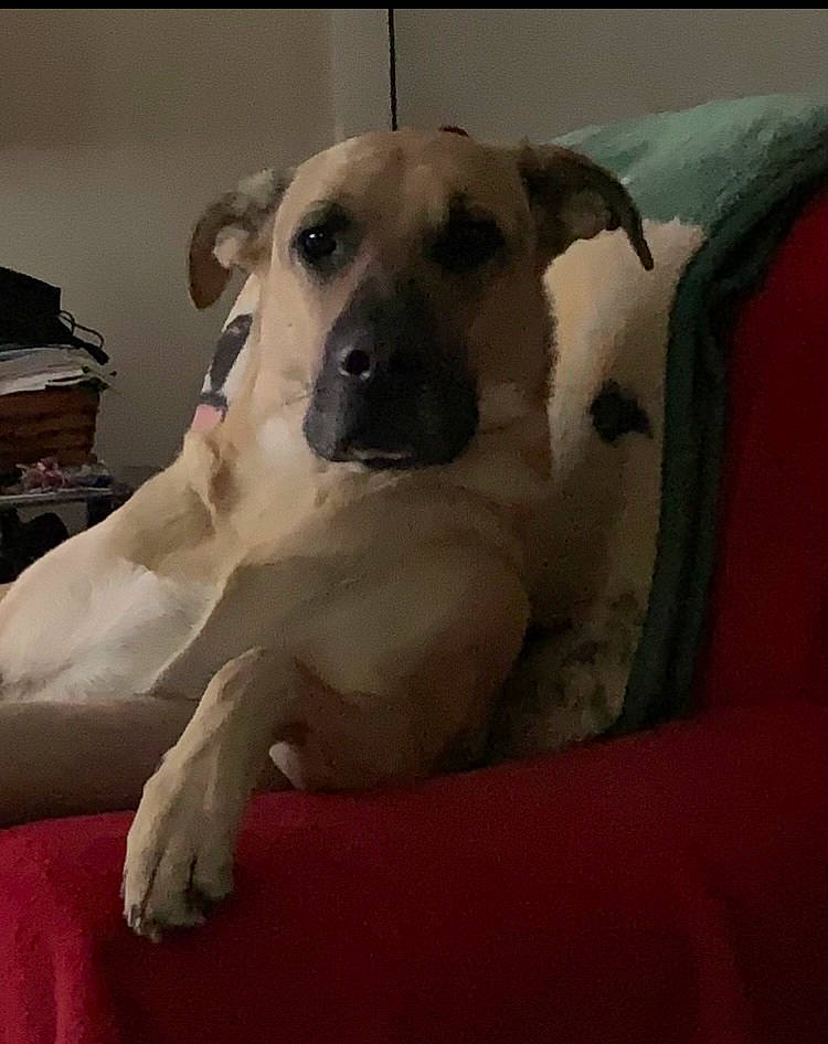 Dagger is registered to the contest to win money with this photo: ancient_dog_breeds, canidae, carnivore, comfort, companion_dog, dog, dog_breed, dog_supply, fawn, flooring, fur, guard_dog, non_sporting_group, paw, pet_supply, snout, sporting_group, terrestrial_animal, whiskers, working_animal