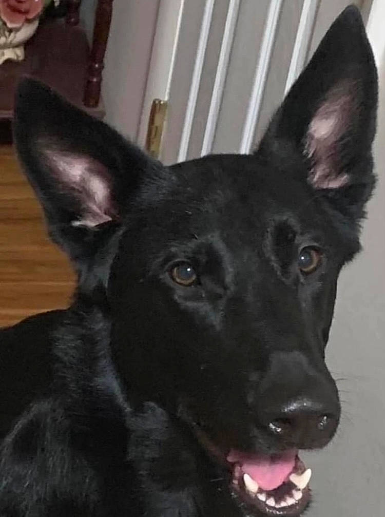 Disco joined the competition — help win amazing prizes! canidae, carnivore, companion_dog, dog, dog_breed, fur, herding_dog, non_sporting_group, snout, sporting_group, terrestrial_animal, whiskers, working_animal, working_dog