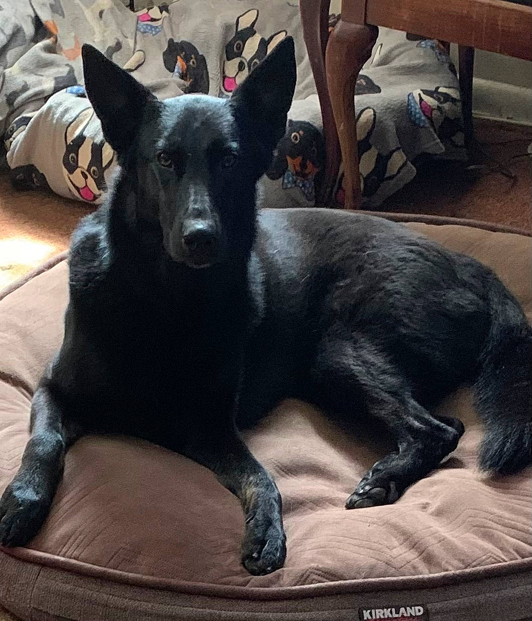 Disco is registered to the contest to win money with this photo: canidae, carnivore, comfort, companion_dog, dog, dog_breed, ear, fawn, flooring, fur, guard_dog, mammal, paw, snout, sporting_group, tail, terrestrial_animal, toy_dog, whiskers, working_animal