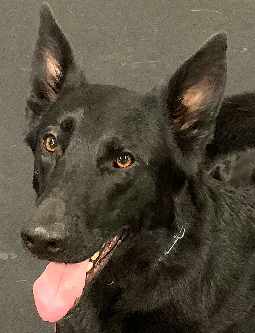 Disco joined the competition — help win amazing prizes! ancient_dog_breeds, canidae, carnivore, companion_dog, dog, dog_breed, fur, non_sporting_group, snout, sporting_group, terrestrial_animal, whiskers, working_animal, working_dog