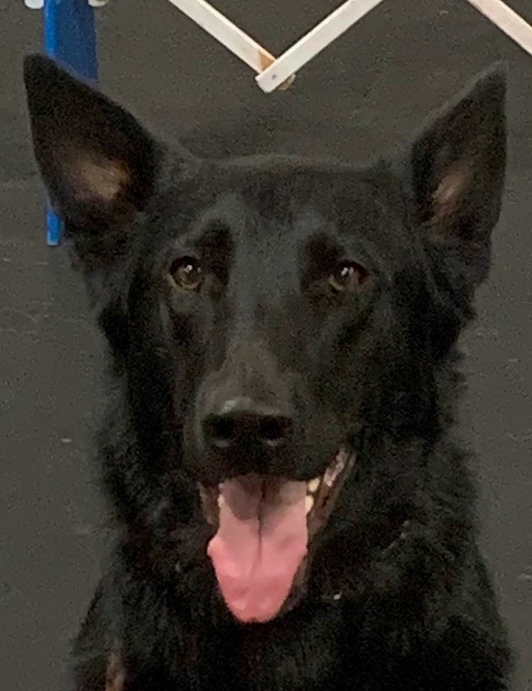 Disco is registered to the contest to win money with this photo: art, canidae, carnivore, companion_dog, dog, dog_breed, fur, head, liver, non_sporting_group, snout, sporting_group, terrestrial_animal, whiskers, working_animal, working_dog