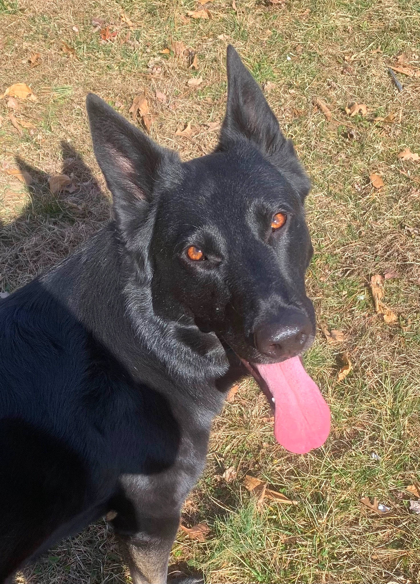 Disco joined the competition — help win amazing prizes! black_norwegian_elkhound, carnivore, companion_dog, dog, dog_breed, grass, herding_dog, plant, snout, sporting_group, terrestrial_animal, working_animal, working_dog