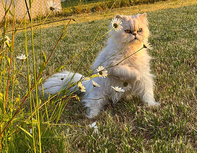 Nuage participe au concours pour gagner de l'argent avec cette photo : camomile, carnivore, cat, collar, dog_breed, fawn, felidae, flower, fur, grass, grass_family, grassland, meadow, plant, prairie, small_to_medium_sized_cats, snout, tail, terrestrial_animal, whiskers