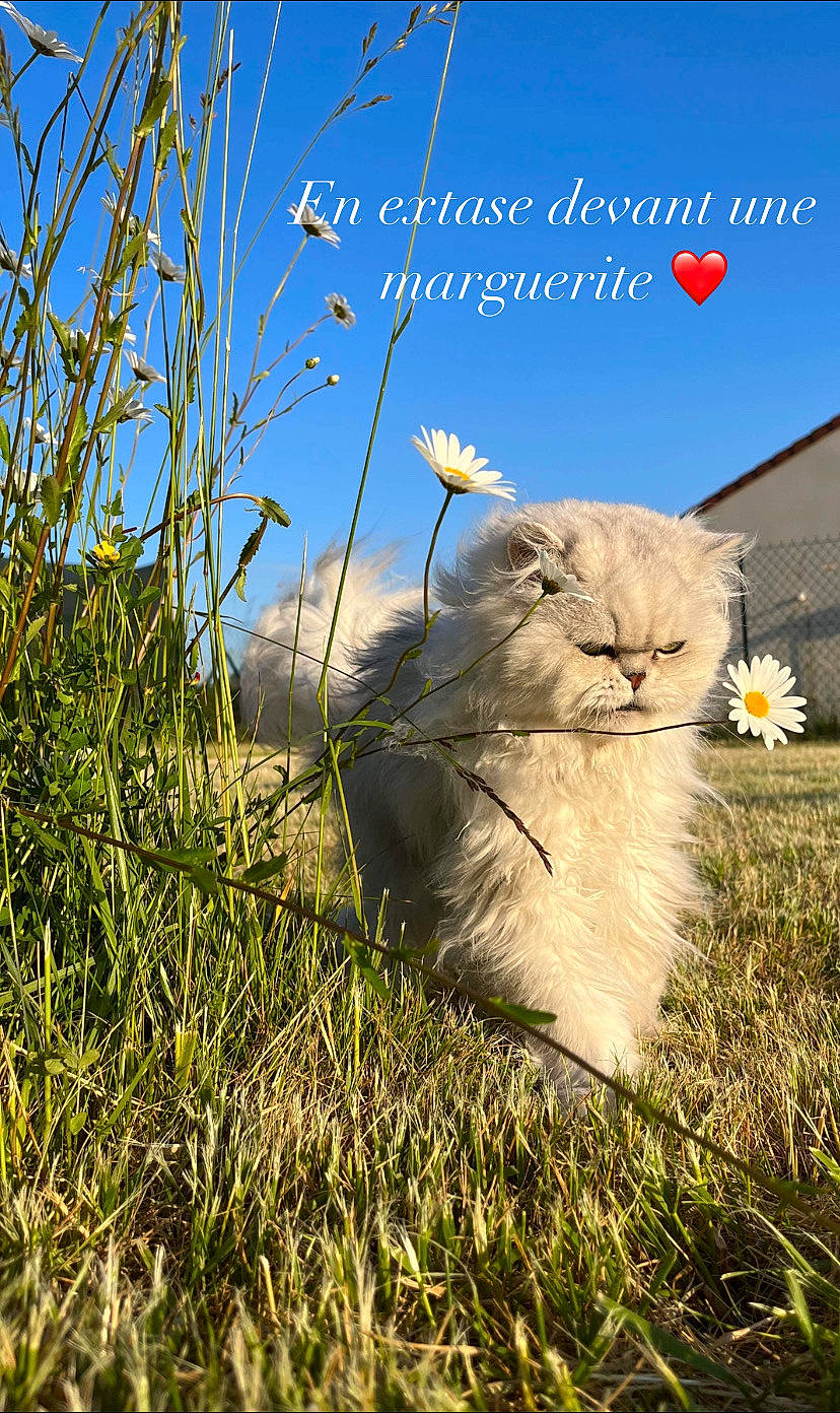 Nuage a rejoint le concours — aidez-le/la à gagner de superbes lots ! carnivore, cat, felidae, flower, font, grass, grass_family, grassland, happy, landscape, natural_environment, natural_landscape, plant, prairie, sky, small_to_medium_sized_cats, spring, terrestrial_animal, vertebrate, whiskers