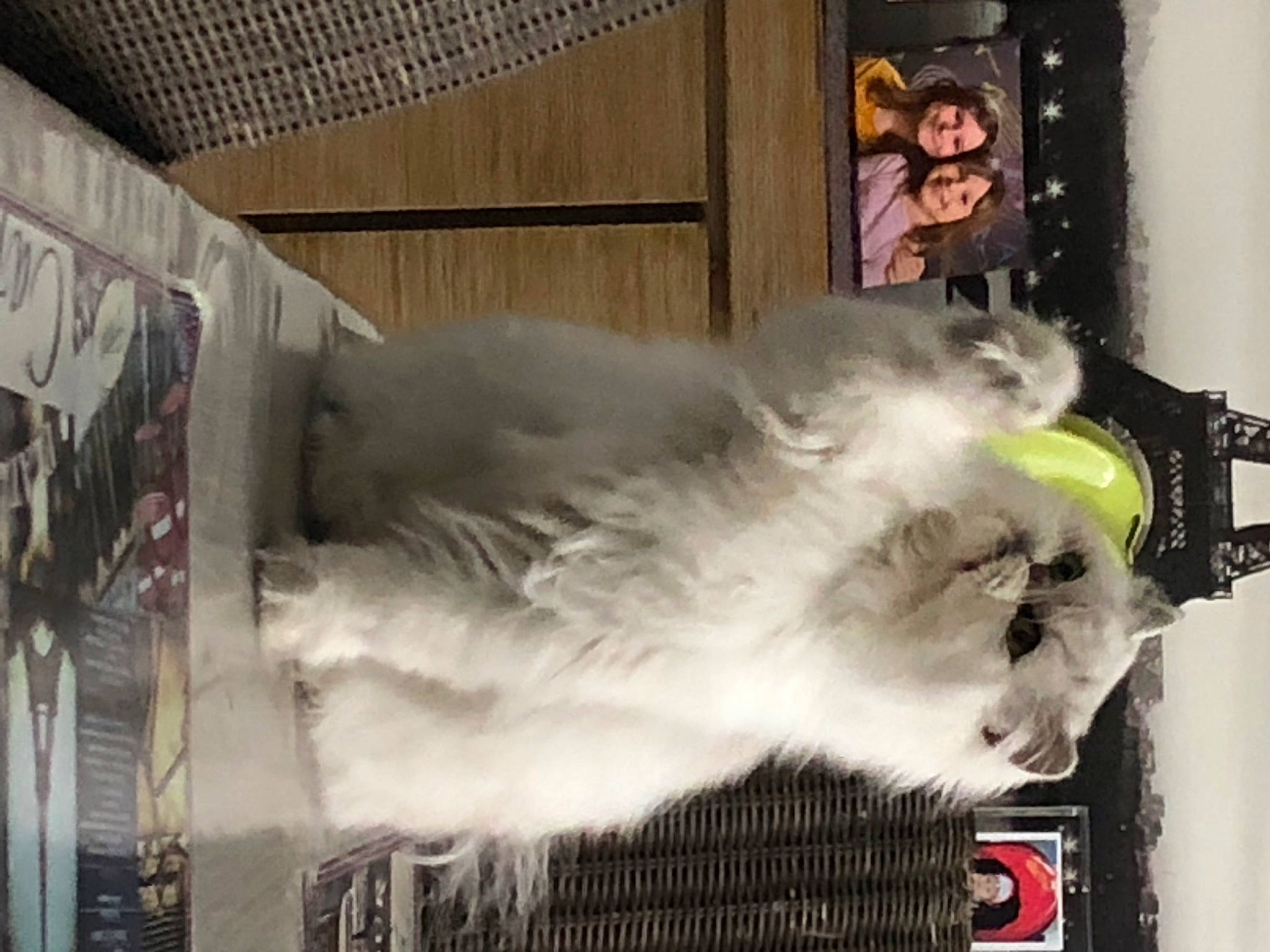 Nuage participe au concours pour gagner de l'argent avec cette photo : carnivore, cat, felidae, fur, gas, small_to_medium_sized_cats, tail, whiskers