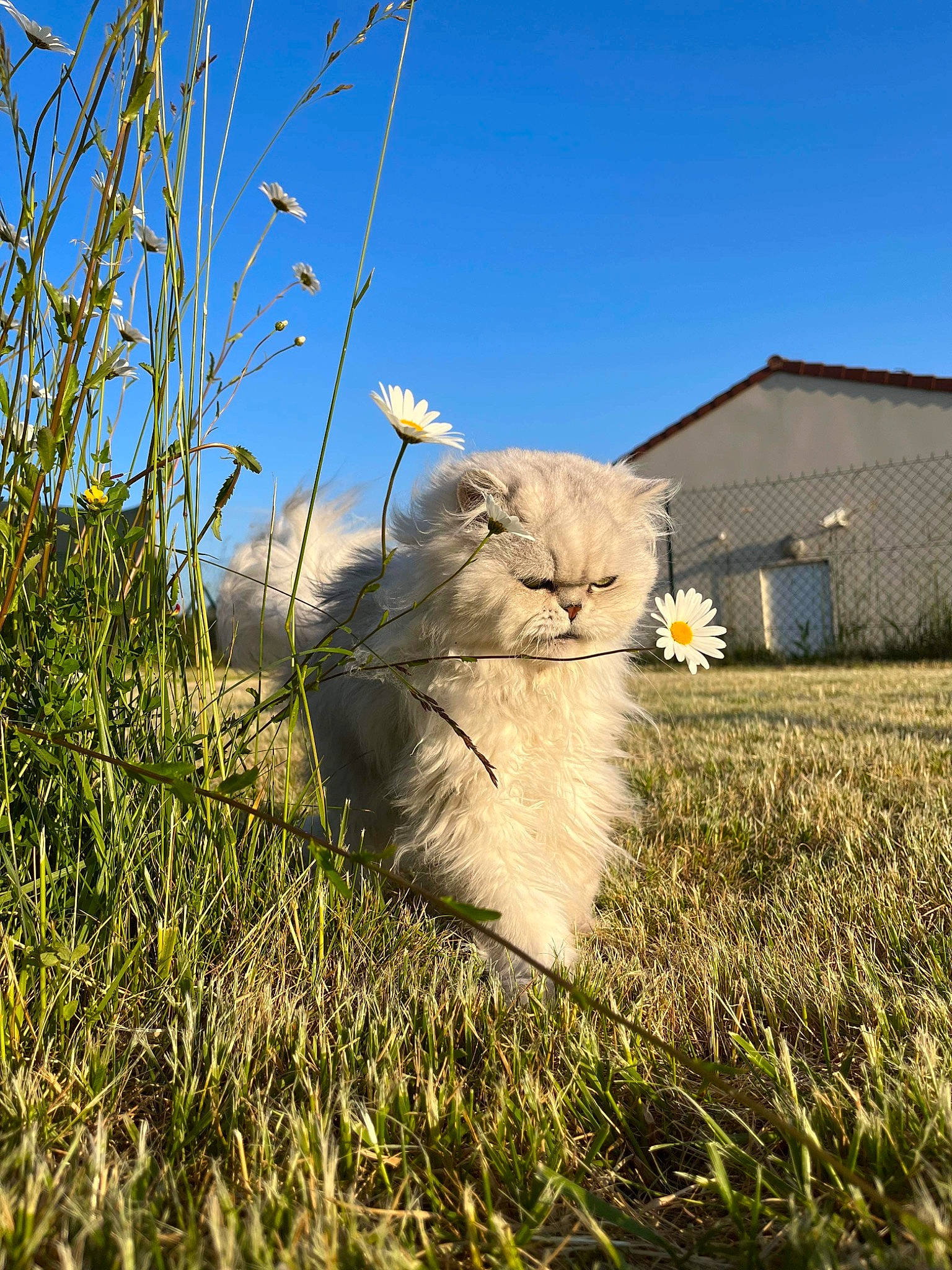 Nuage a rejoint le concours — aidez-le/la à gagner de superbes lots ! carnivore, cat, ecoregion, felidae, field, flower, grass, grassland, house, landscape, meadow, pasture, plant, prairie, sky, small_to_medium_sized_cats, tail, terrestrial_animal, twig, whiskers