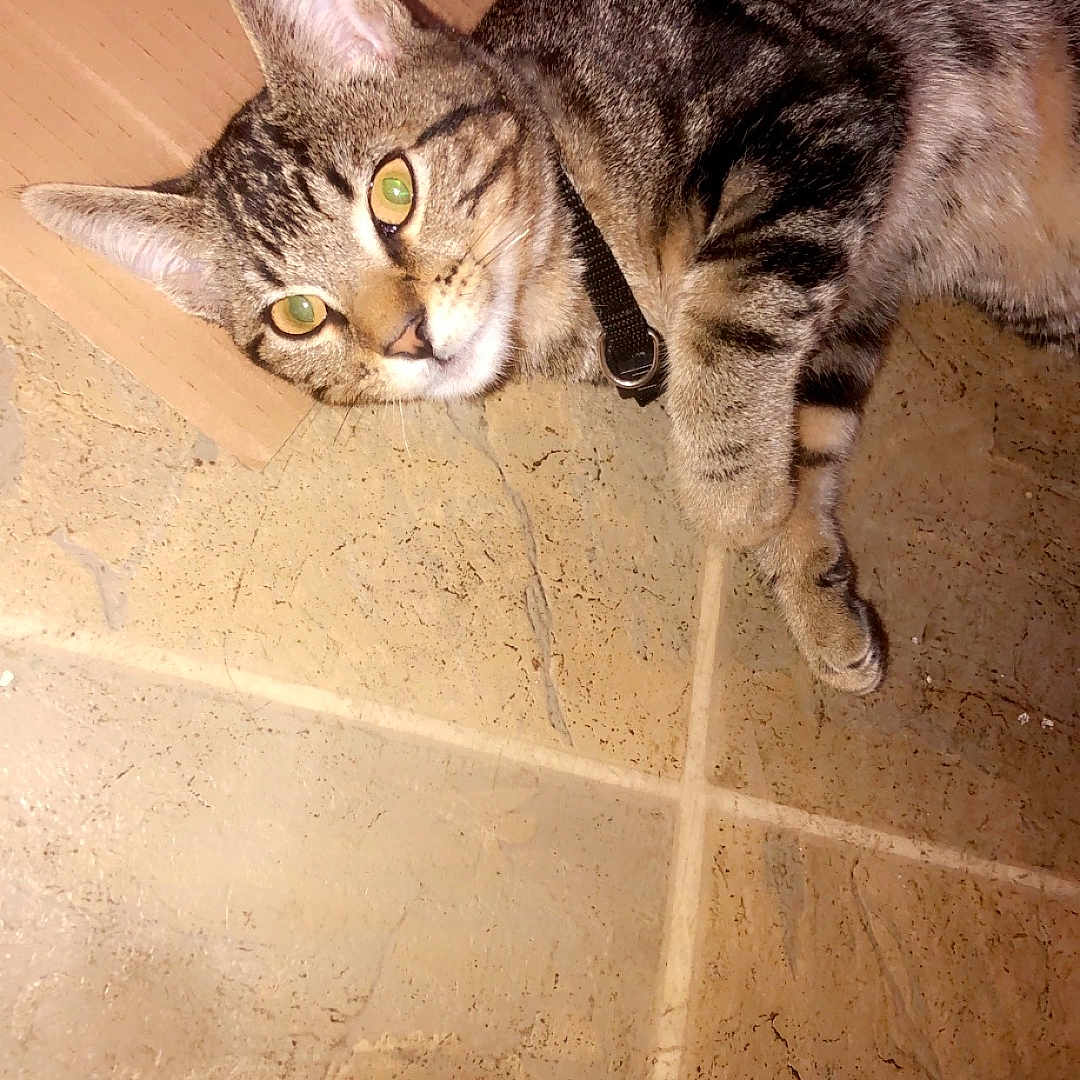 Queen Isis is registered to the contest to win money with this photo: animal, cardboard, cat, close_up, collar, curious, domestic_cat, ears, feline, floor, fur, green_eyes, indoor, laying_down, mammal, paws, pet, tabby, tile, whiskers