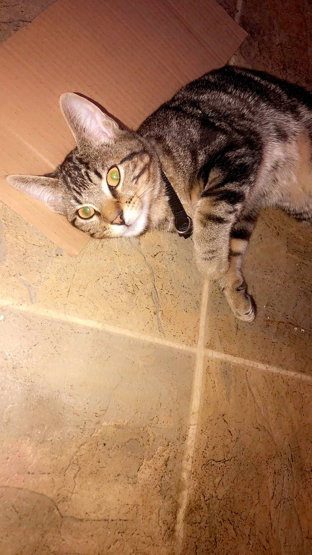 Queen Isis is registered to the contest to win money with this photo: cat, tabby, green_eyes, collar, floor, tile, cardboard, pet, animal, fur, whiskers, ears, paws, indoor, laying_down, curious, domestic_cat, close_up, mammal, feline