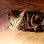 Queen Isis joined the competition — help win amazing prizes! cat, tabby, indoor, floor, tile, cardboard, pet, animal, feline, resting, cute, domestic, whiskers, ears, tail, striped, eyes, collar, relaxed, home