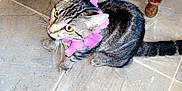 Queen Isis is registered to the contest to win money with this photo: cat, tabby, pet, animal, indoor, floor, tile, wooden_furniture, pink_flower_collar, curious, yellow_eyes, whiskers, tail, sitting, looking_up, domestic_cat, feline, cute, companion, house_pet