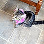 cat, tabby, pet, animal, indoor, floor, tile, wooden_furniture, pink_flower_collar, curious, yellow_eyes, whiskers, tail, sitting, looking_up, domestic_cat, feline, cute, companion, house_pet