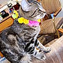 Queen Isis is registered to the contest to win money with this photo: cat, tabby, flower_necklace, chair, kitchen, wooden_cabinets, fridge, cat_drawing, indoor, pet, feline, sitting, side_view, domestic, animal, fur, whiskers, ears, curious, household