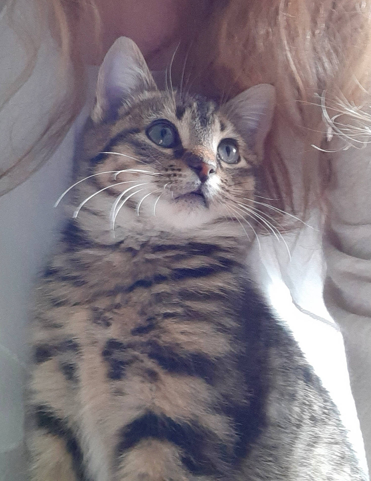 Harley is registered to the contest to win money with this photo: carnivore, cat, claw, domestic_short_haired_cat, door, felidae, fur, gesture, iris, paw, plant, small_to_medium_sized_cats, snout, tail, terrestrial_animal, tree, whiskers