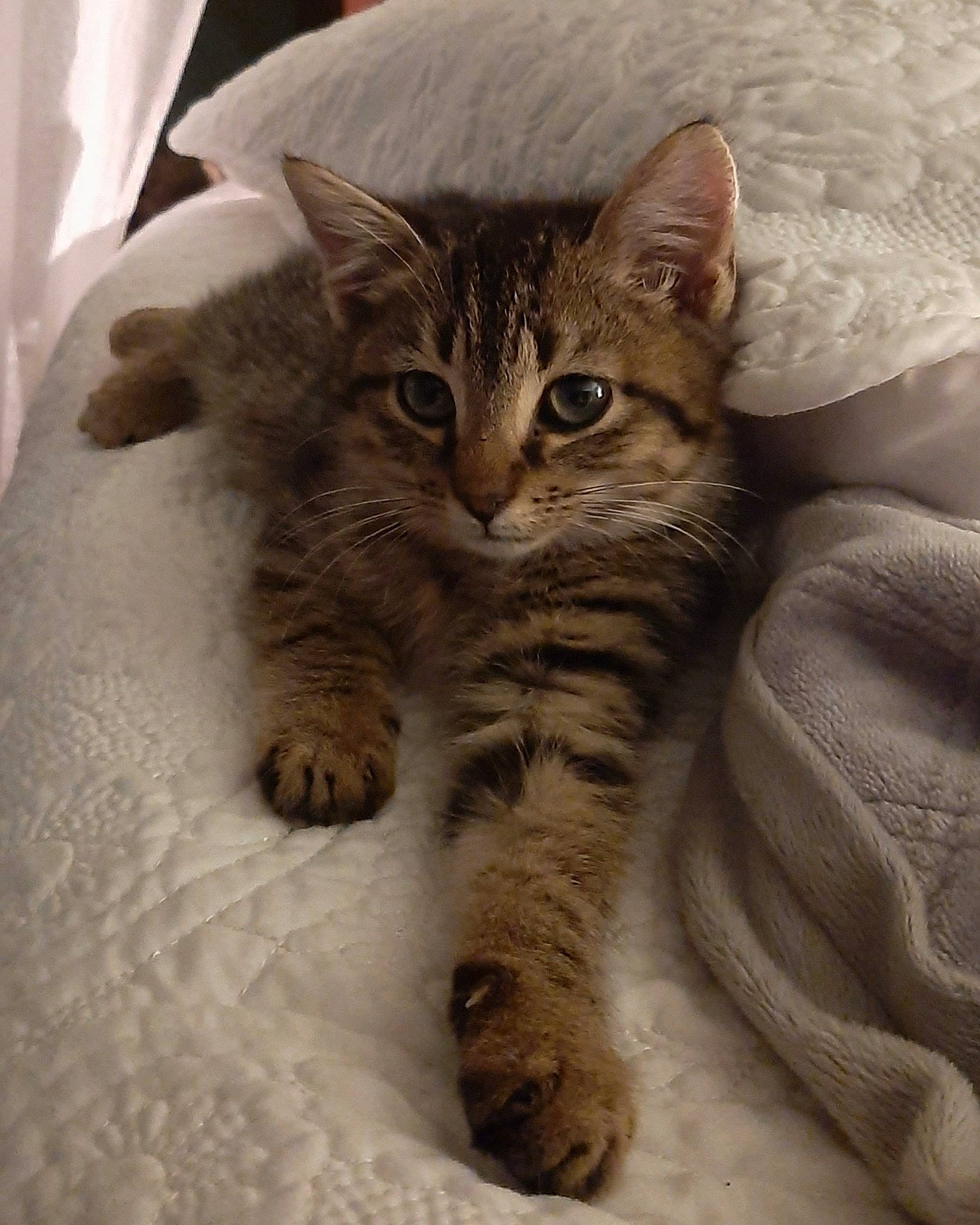 Harley is registered to the contest to win money with this photo: carnivore, cat, claw, comfort, domestic_short_haired_cat, eye, fawn, felidae, foot, fur, paw, sitting, small_to_medium_sized_cats, snout, tail, terrestrial_animal, whiskers, wildlife