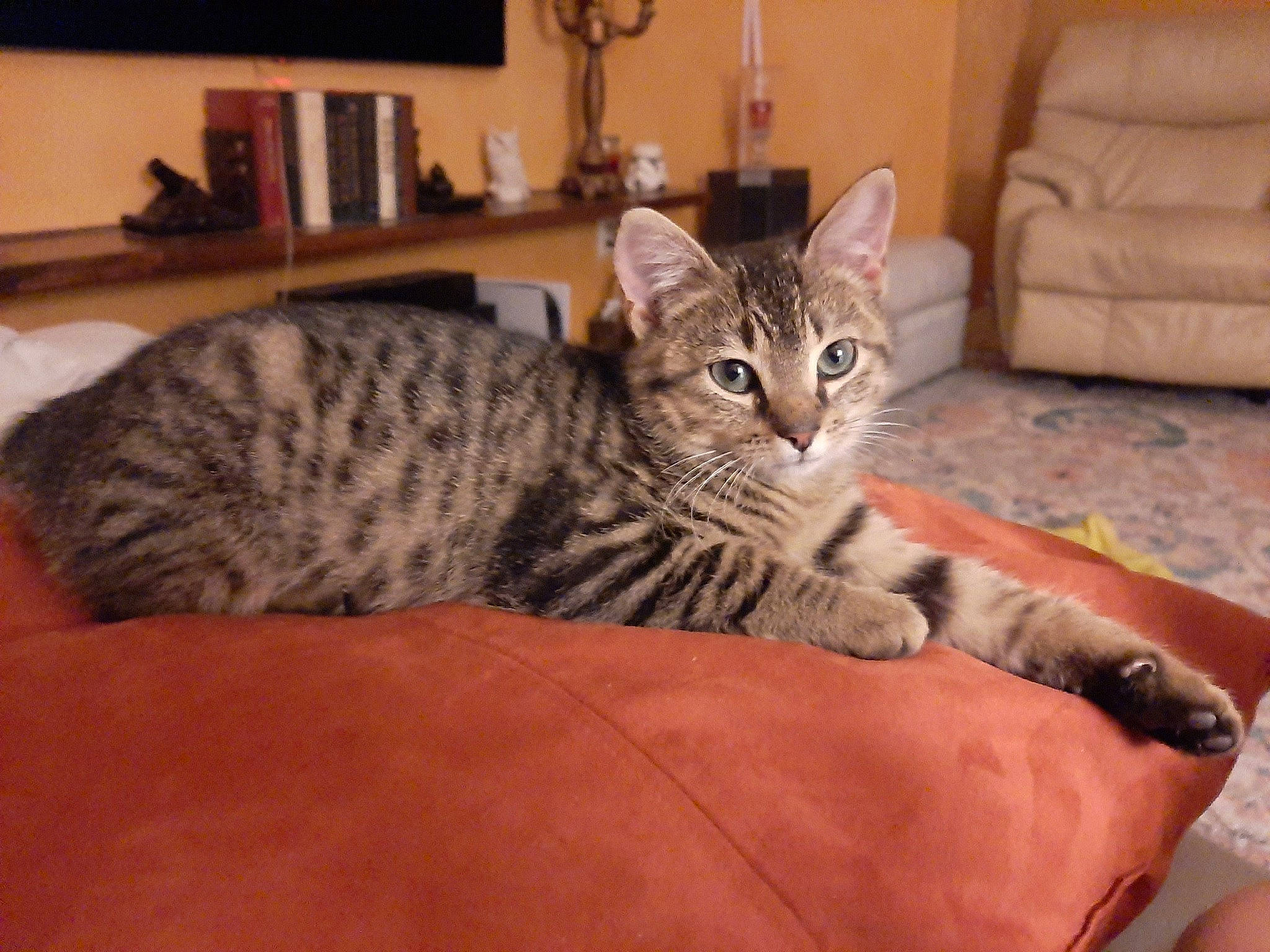 Harley joined the competition — help win amazing prizes! carnivore, cat, cat_supply, comfort, domestic_short_haired_cat, felidae, floor, flooring, fur, hardwood, houseplant, picture_frame, room, shelf, sitting, small_to_medium_sized_cats, snout, terrestrial_animal, vertebrate, whiskers