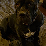 Roxy joined the competition — help win amazing prizes! dog, black_dog, indoor, bed, bedding, chain_collar, ears, pet, animal, mammal, fur, sitting, portrait, canine, household, domestic, looking, expression, quiet, resting