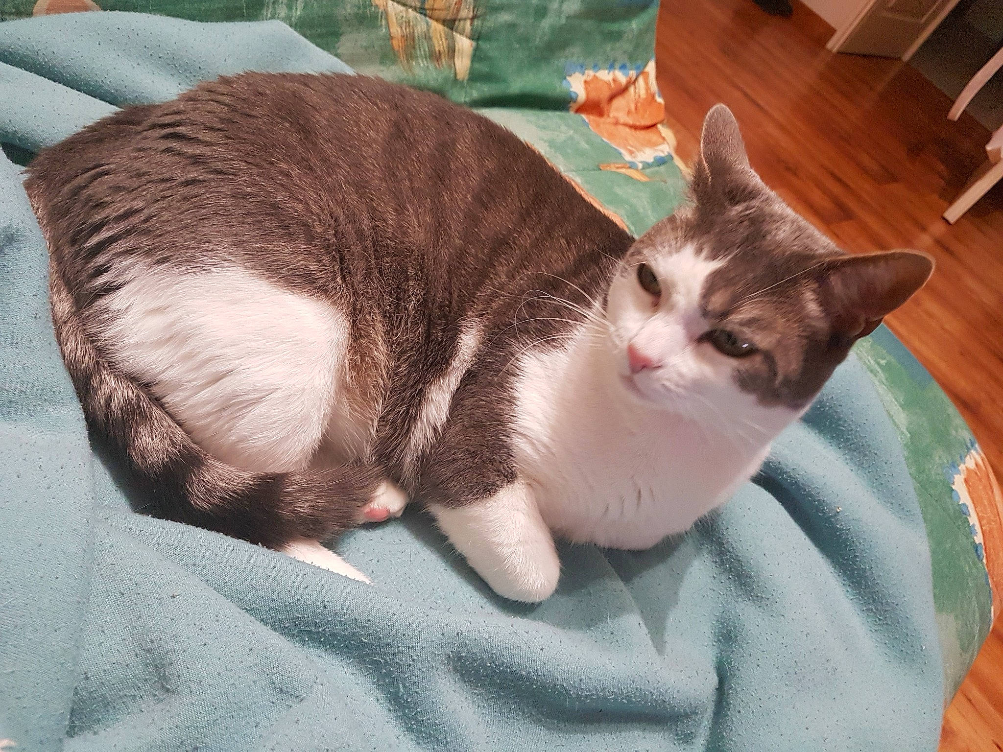 Jasmin participe au concours pour gagner de l'argent avec cette photo : aegean_cat, american_wirehair, asian, carnivore, cat, domestic_short_haired_cat, ear, european_shorthair, eye, fawn, felidae, fur, german_rex, kitten, nap, small_to_medium_sized_cats, tabby_cat, tail, whiskers