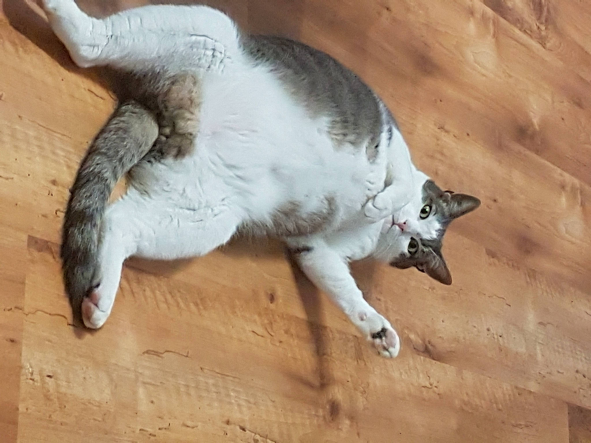 Jasmin participe au concours pour gagner de l'argent avec cette photo : carnivore, cat, claw, felidae, snout, tail