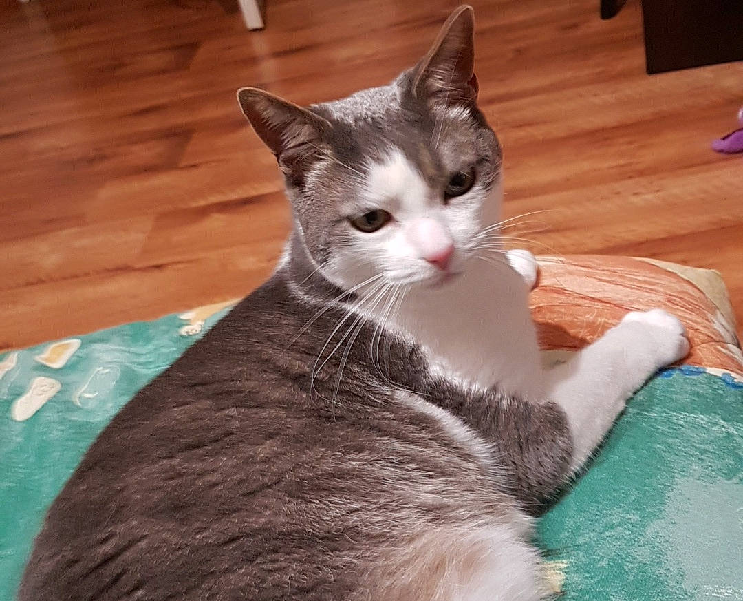 Jasmin a rejoint le concours — aidez-le/la à gagner de superbes lots ! aegean_cat, american_wirehair, arabian_mau, asian, australian_mist, carnivore, cat, domestic_short_haired_cat, european_shorthair, fawn, felidae, kitten, mammal, ojos_azules, small_to_medium_sized_cats, tail, vertebrate, whiskers