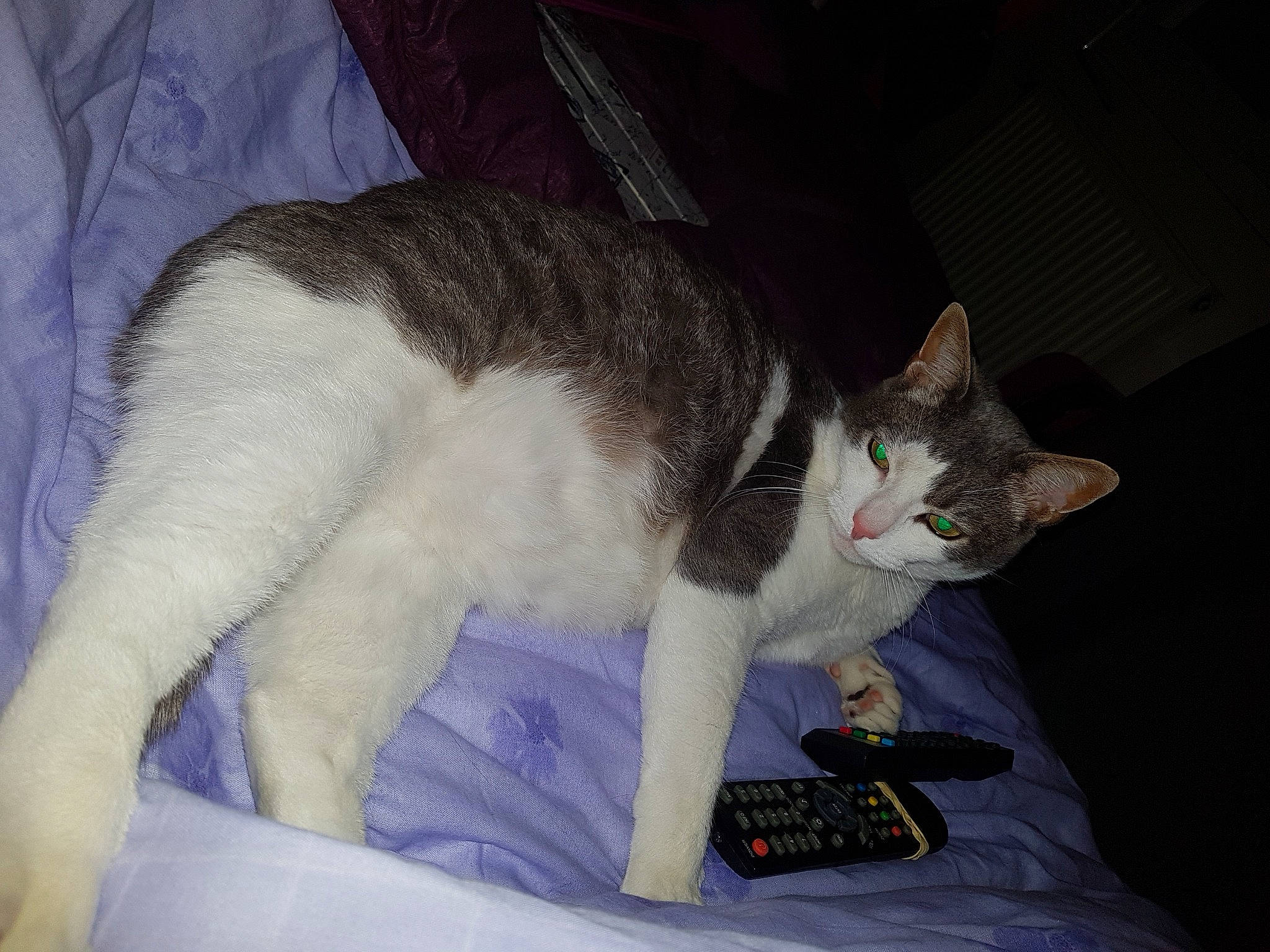 Jasmin a rejoint le concours — aidez-le/la à gagner de superbes lots ! aegean_cat, american_wirehair, asian, carnivore, cat, domestic_short_haired_cat, felidae, mammal, paw, small_to_medium_sized_cats, tail, vertebrate, whiskers