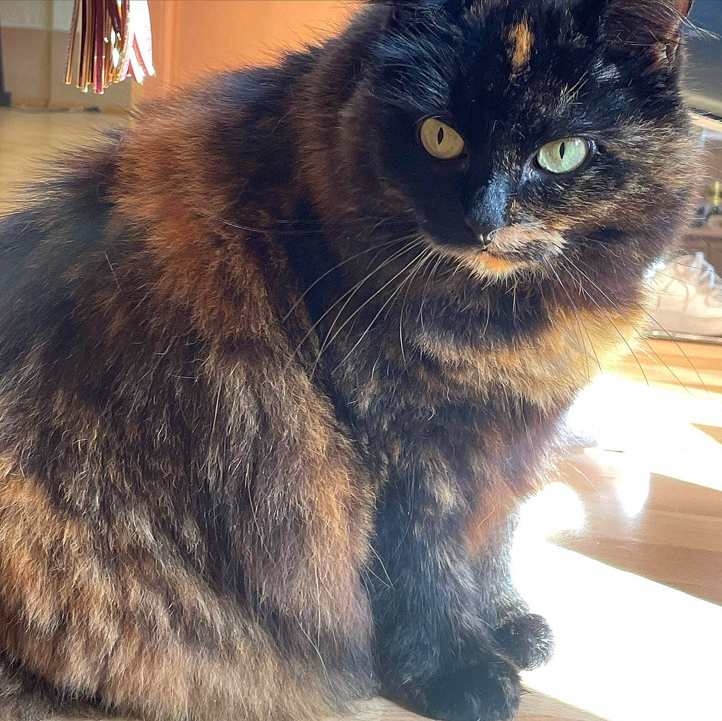 Fufu a rejoint le concours — aidez-le/la à gagner de superbes lots ! black_cat, bombay, carnivore, cat, claw, domestic_short_haired_cat, felidae, fur, metal, paw, small_to_medium_sized_cats, tail, terrestrial_animal, whiskers, window