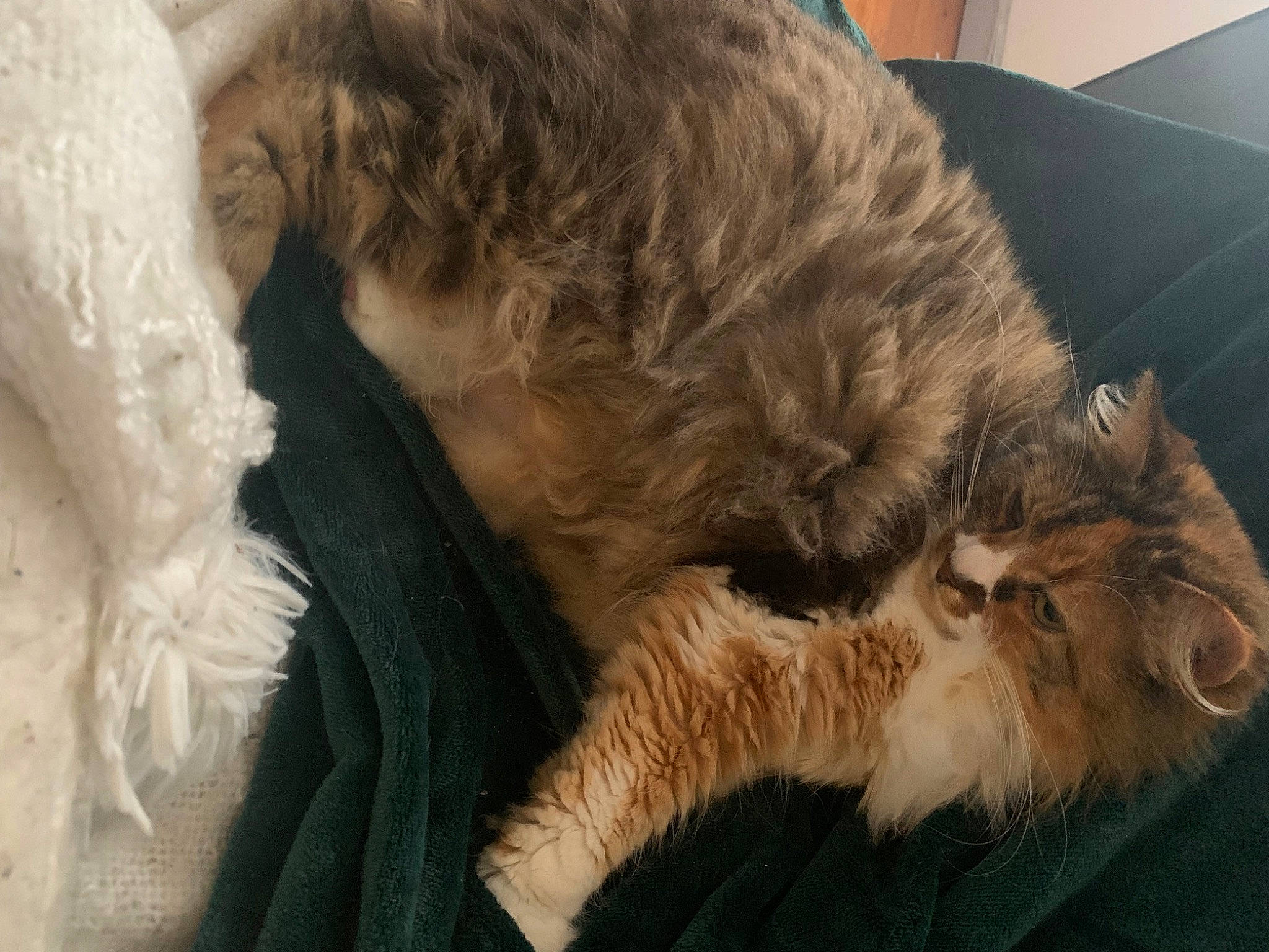 Midou participe au concours pour gagner de l'argent avec cette photo : carnivore, cat, claw, comfort, dog_breed, fawn, felidae, fur, maine_coon, nap, natural_material, paw, small_to_medium_sized_cats, snout, tail, terrestrial_animal, whiskers