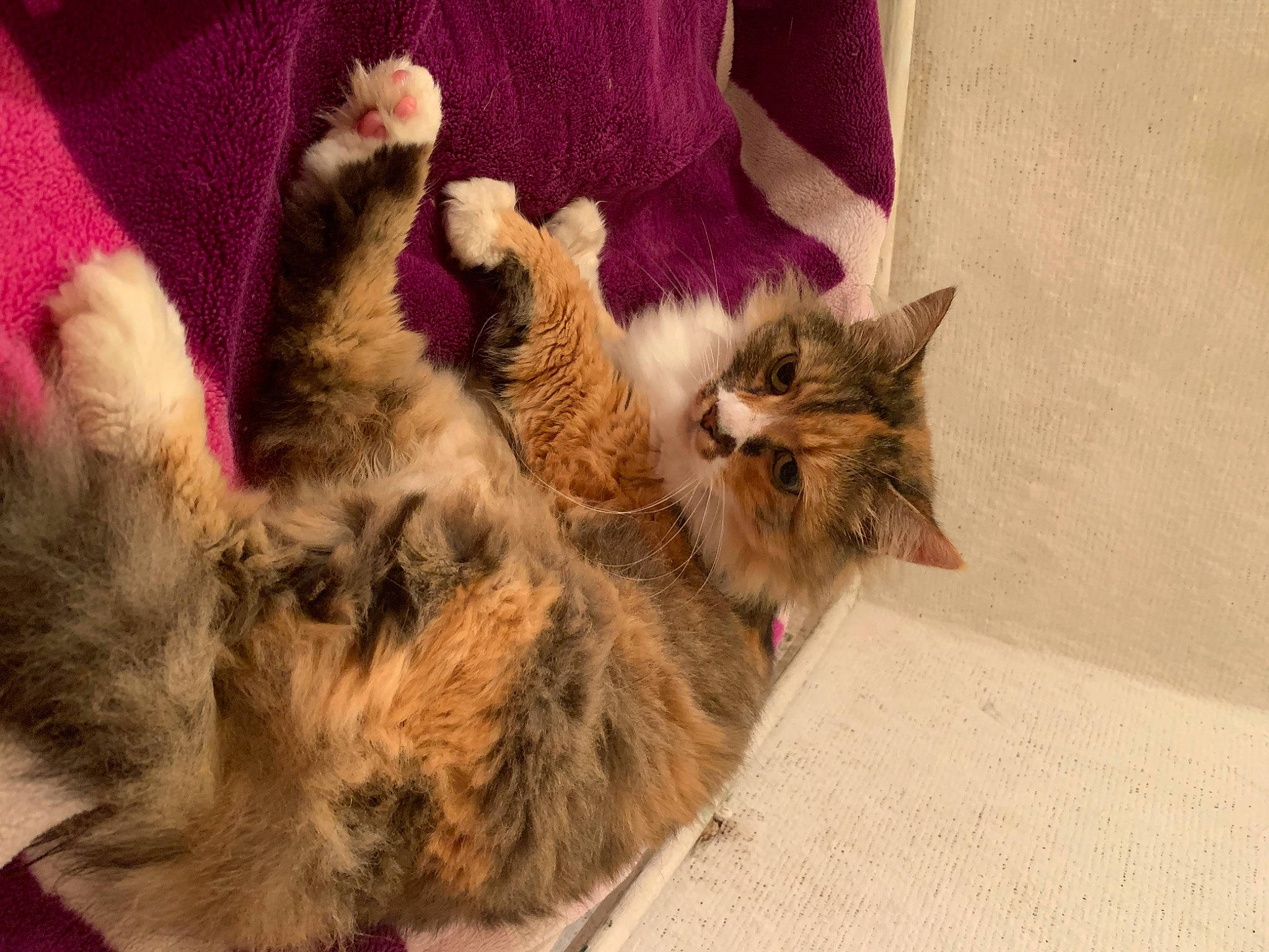 Midou a rejoint le concours — aidez-le/la à gagner de superbes lots ! carnivore, cat, claw, comfort, domestic_short_haired_cat, fawn, felidae, fur, paw, small_to_medium_sized_cats, tail, whiskers