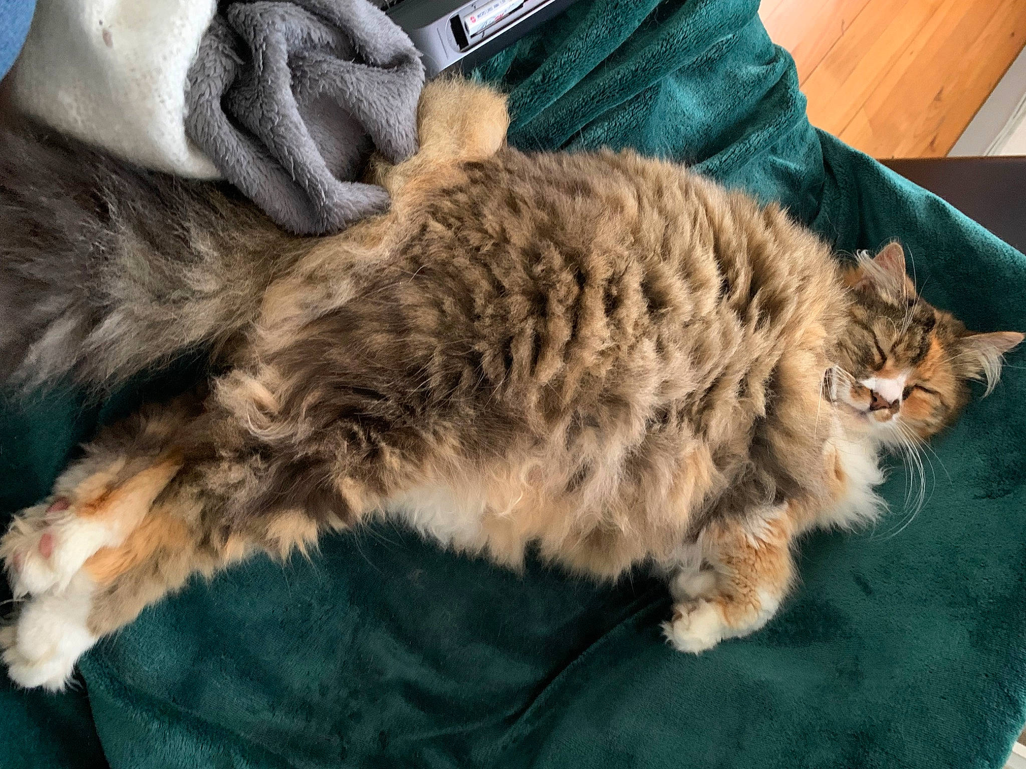 Midou participe au concours pour gagner de l'argent avec cette photo : carnivore, cat, claw, comfort, domestic_short_haired_cat, felidae, fur, maine_coon, nap, paw, siberian, sleep, small_to_medium_sized_cats, snout, tail, terrestrial_animal, whiskers