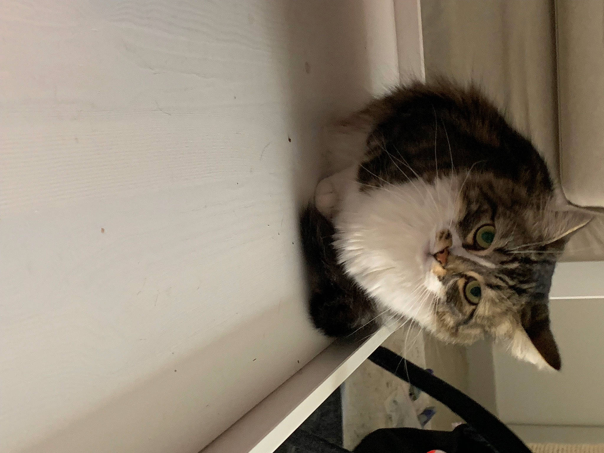 Vanilla participe au concours pour gagner de l'argent avec cette photo : carnivore, cat, domestic_short_haired_cat, felidae, fur, paw, small_to_medium_sized_cats, snout, tail, vehicle, whiskers, window