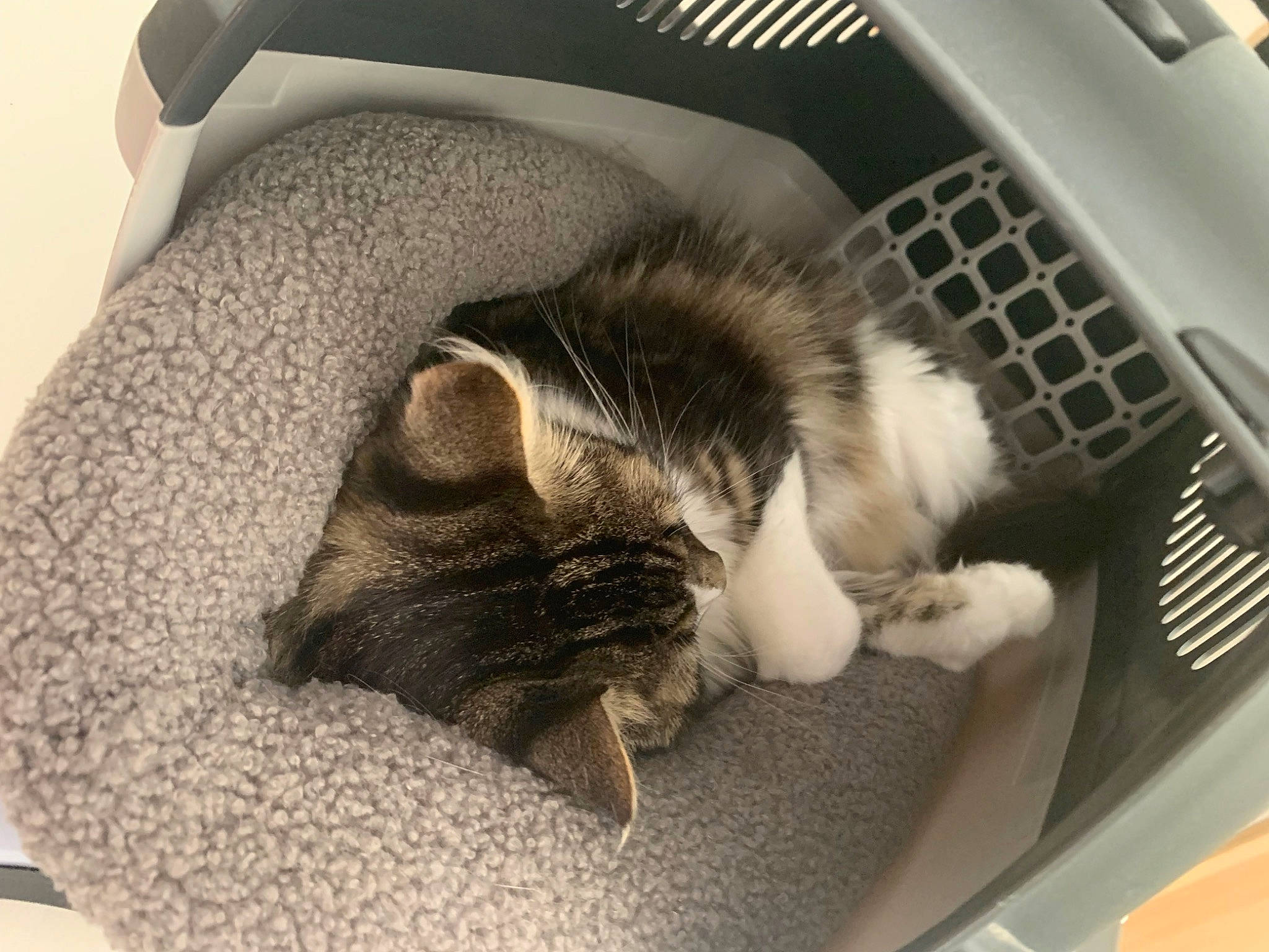 Vanilla a rejoint le concours — aidez-le/la à gagner de superbes lots ! auto_part, automotive_design, carnivore, cat, cat_bed, cat_supply, claw, comfort, domestic_short_haired_cat, felidae, fur, grey, motor_vehicle, nap, paw, personal_luxury_car, pet_supply, small_to_medium_sized_cats, tail, whiskers