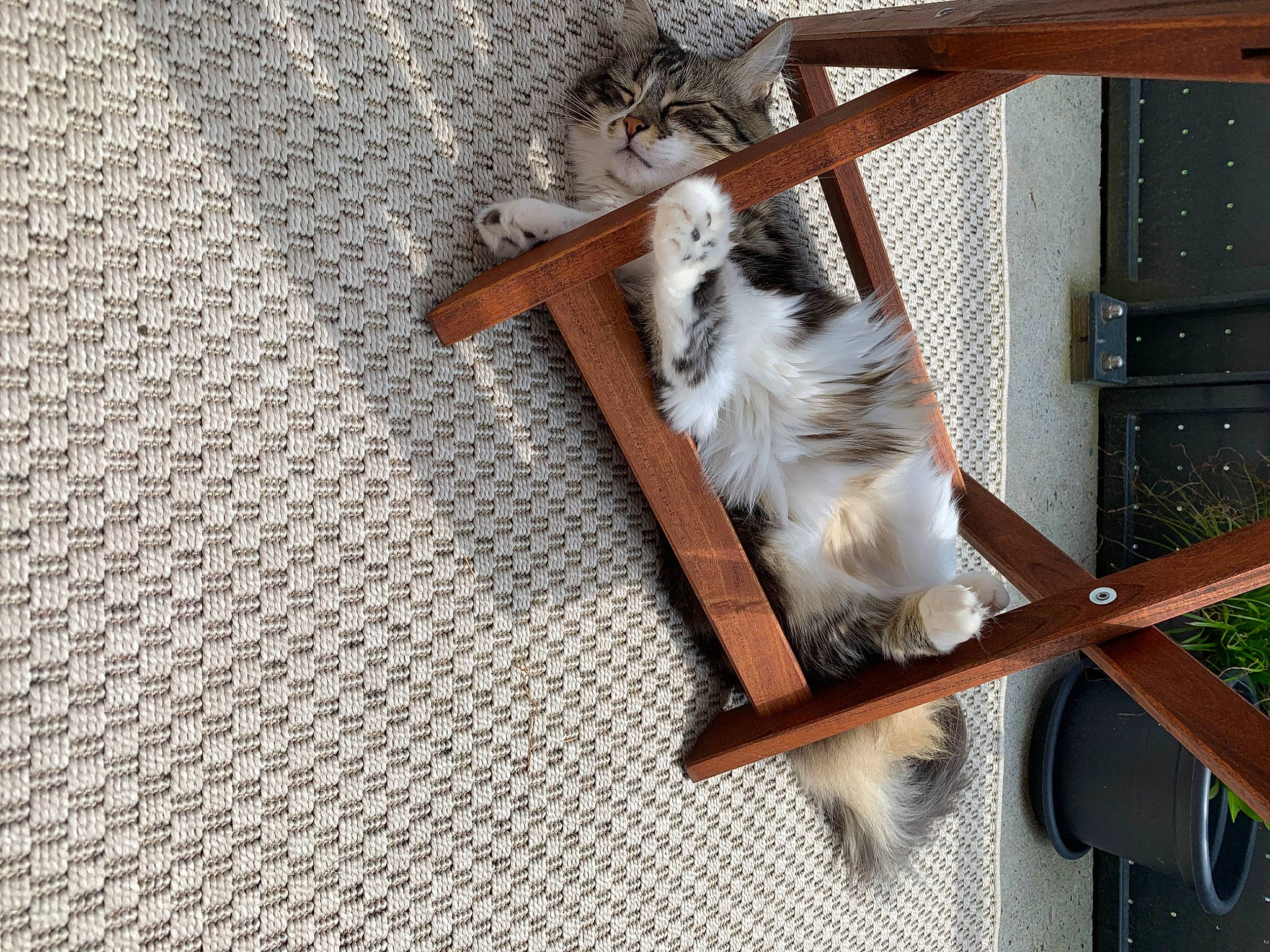 Vanilla a rejoint le concours — aidez-le/la à gagner de superbes lots ! carnivore, cat, chair, companion_dog, dog_breed, domestic_short_haired_cat, fawn, felidae, flooring, fur, hardwood, outdoor_furniture, porch, small_to_medium_sized_cats, sporting_group, tail, whiskers, wood